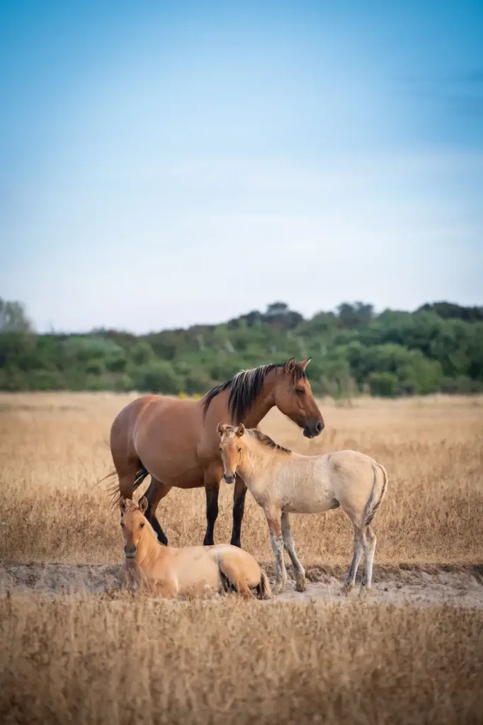 un pouliniere et son poulain dans un pré en baie de somme