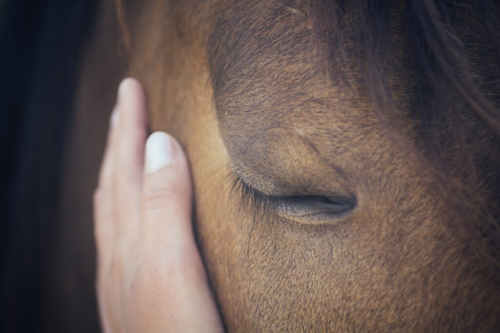 une femme touche un cheval paisiblement, le cheval ferme les yeux.