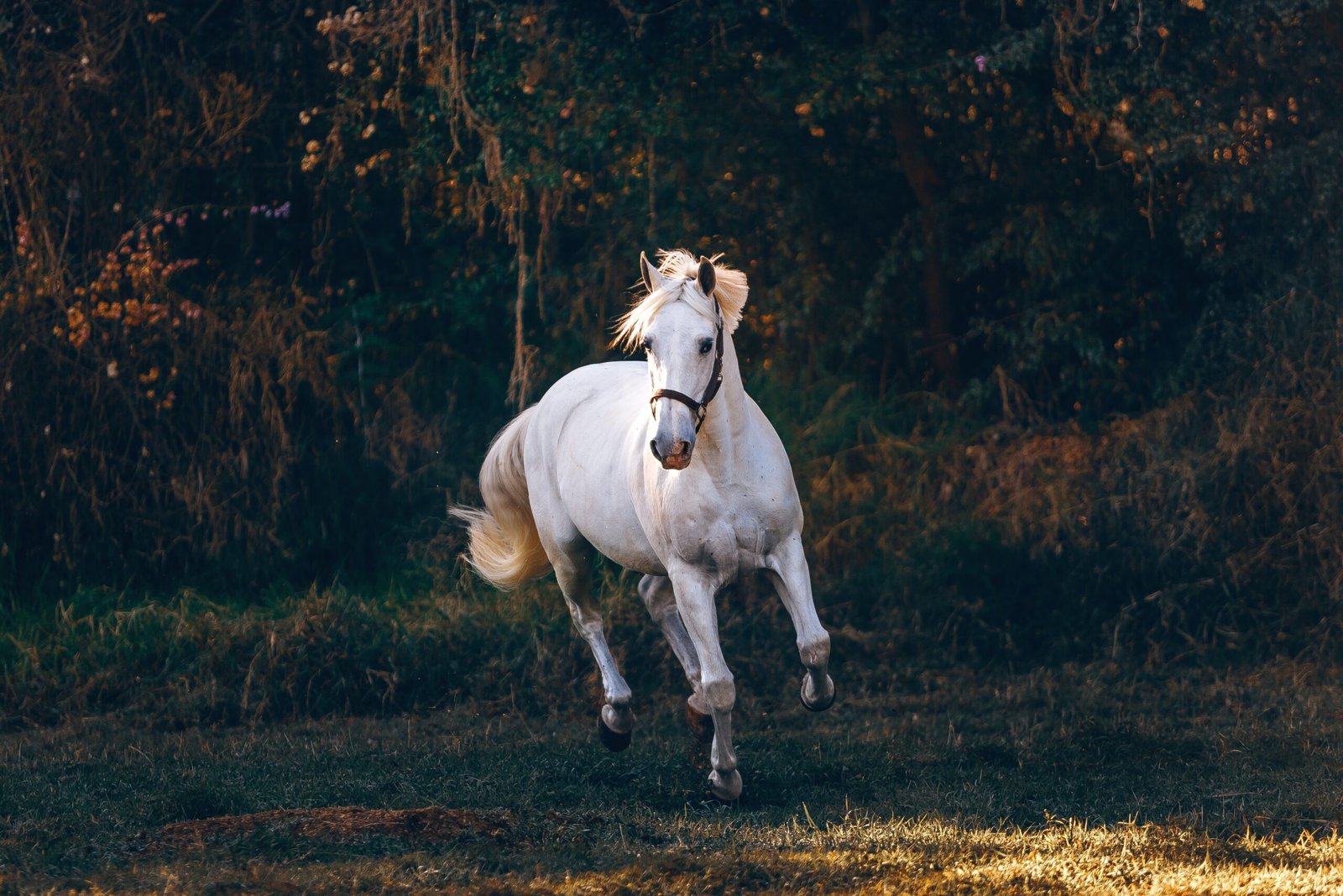 cheval blanc qui galope en pleine nature