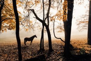 cheval dans les bois en liberté couleur d'automne
