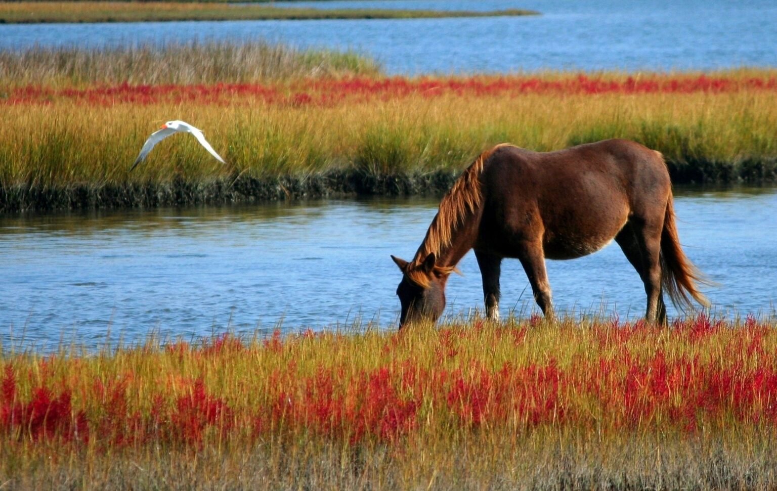 cheval qui broute en harmonie avec la nature à coté dans une baie